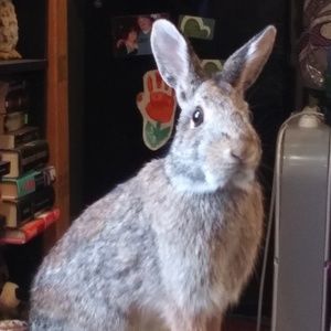 Meet your Posher, Joy